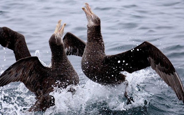 Gansbaai Wonders van Nieu Seelandse Kuslyn 3_1